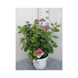 Hydrangea arb. Pink Annabelle 50-60 P28