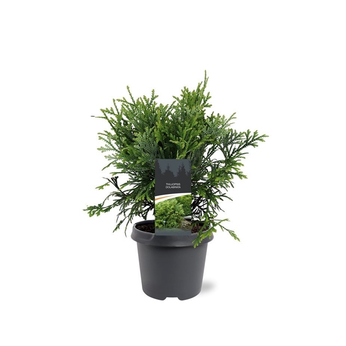 <h4>Thujopsis dolabrata</h4>