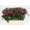 Paeonia Red Sarah Bernhardt