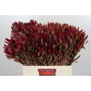 Leucadendron Jester Spray