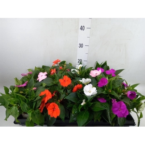 Impatiens NG   ...