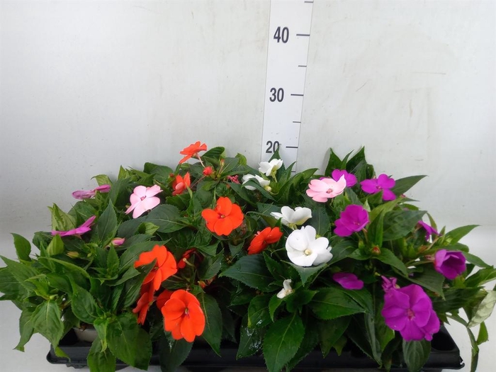 <h4>Impatiens NG   ...</h4>