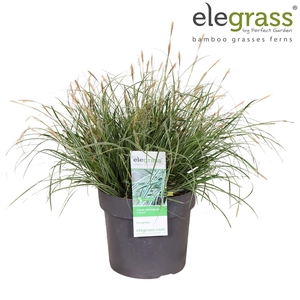 Carex oshimensis Everest