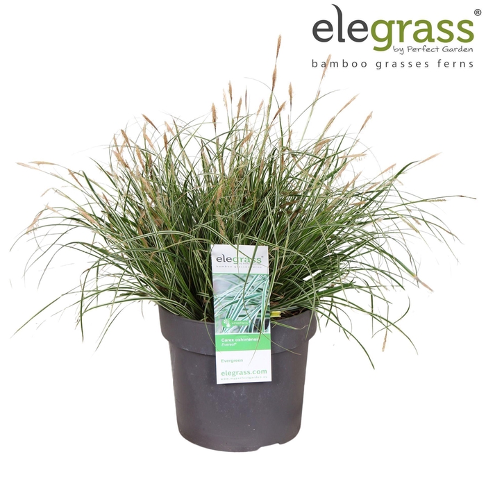 <h4>Carex oshimensis Everest</h4>