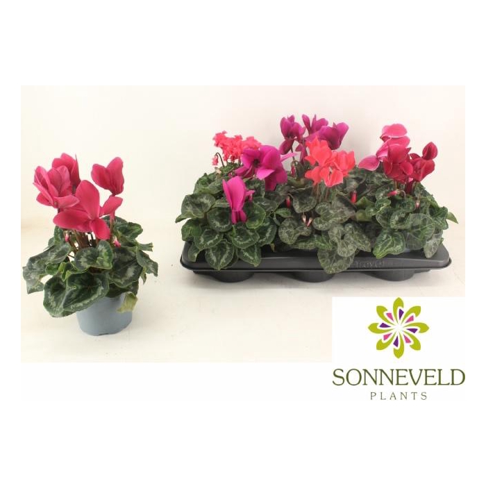 <h4>CYCL GR SUP XL</h4>