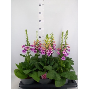 Digitalis   ...