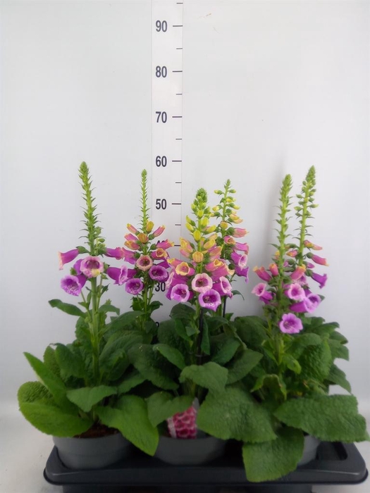 <h4>Digitalis   ...</h4>