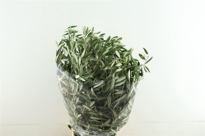 <h4>Olea europaea</h4>