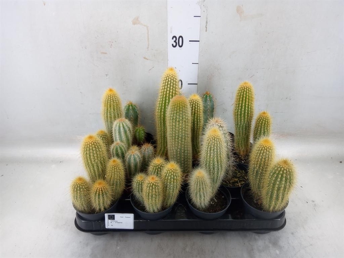 <h4>Cactus   ...mix</h4>