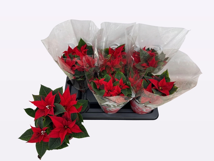 <h4>EUPHOR P FREYA</h4>