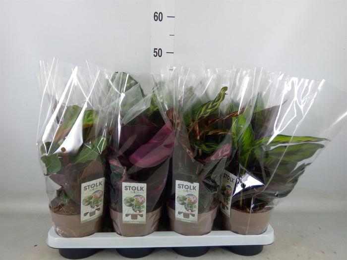 <h4>Calathea   ...mix 4</h4>