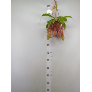 Nepenthes alata