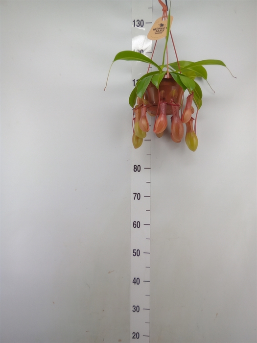 <h4>Nepenthes alata</h4>