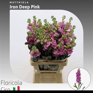 MATTH IRON DEEP PINK