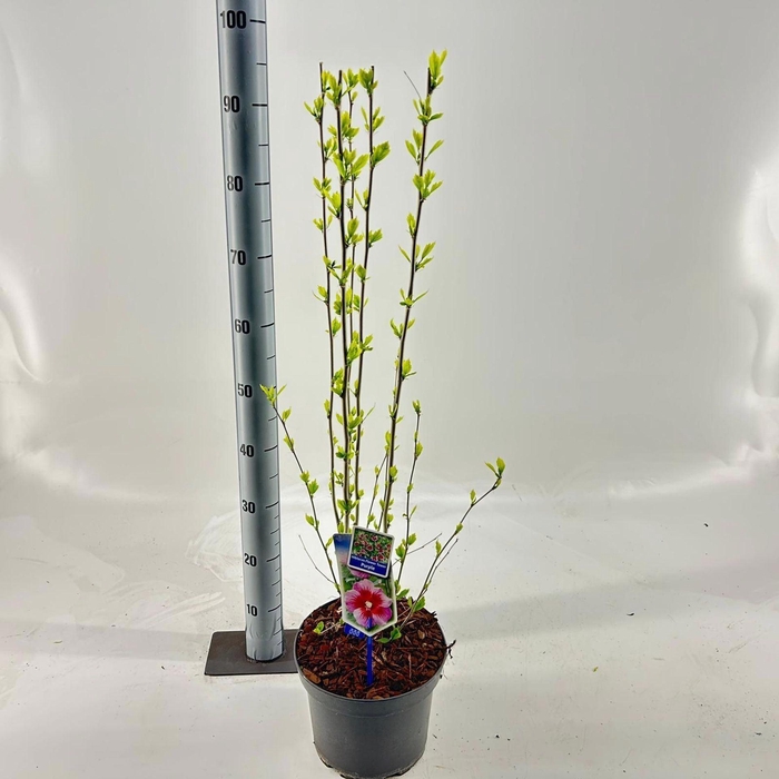 <h4>Hibiscus syriacus</h4>