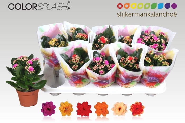 <h4>KAL GE GEM 6 KL</h4>