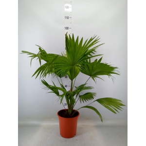 Livistona rotundifolia