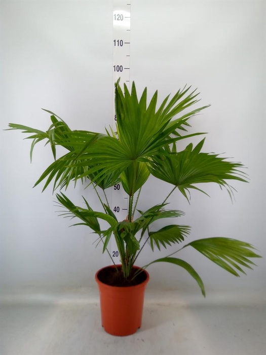 <h4>Livistona rotundifolia</h4>