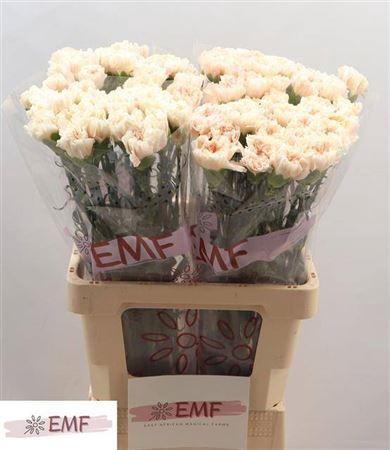 <h4>Di St Peach Tea+</h4>