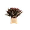 Cordyline Tops Red