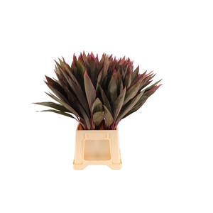 Cordyline Red Tips