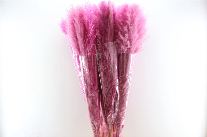 <h4>Dried Cortaderia Lao Grass Bleached L Pink P Stem</h4>