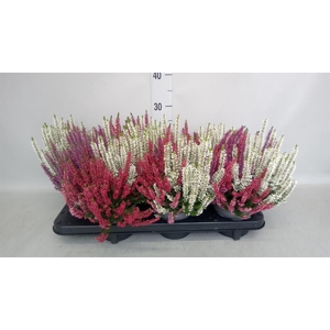 Calluna vulg. 'Beauty L Milk' ..mx