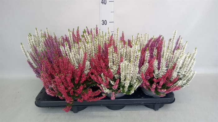 <h4>Calluna vulg. 'Beauty L Milk' ..mx</h4>