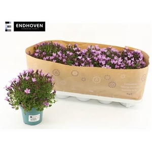 Campanula portenschlagiana