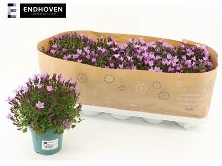 <h4>Campanula portenschlagiana</h4>