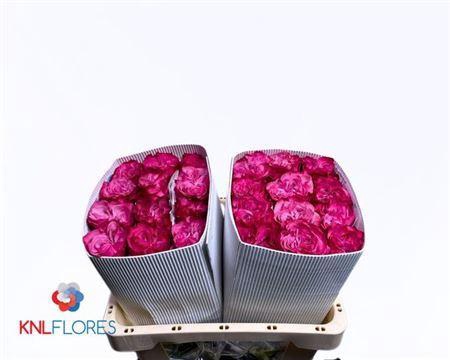 R Gr Country Blues Ec