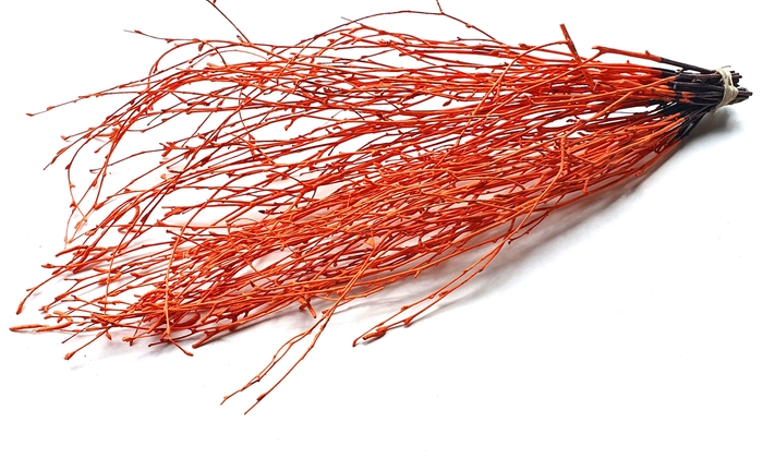 Birch 70cm 10stems per bunch Orange