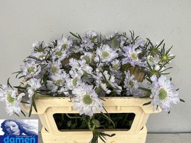 <h4>SCAB C JISCA</h4>