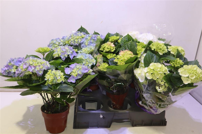 <h4>arr8 Hydr M Gem</h4>