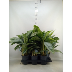 Aglaonema  'Silver Frost'