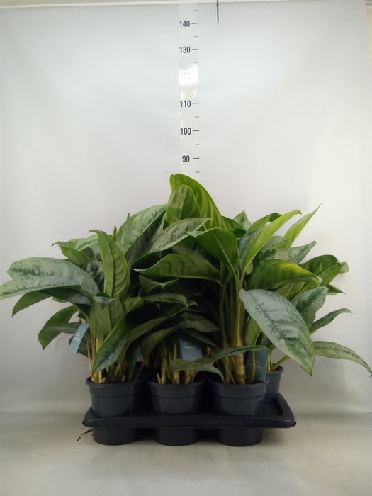 <h4>Aglaonema  'Silver Frost'</h4>