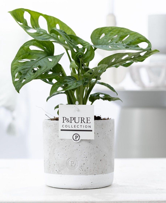<h4>Monstera Adansonii in P&PURE Jade</h4>