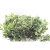 Pittosporum Ilan