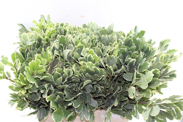 <h4>Pittosporum Ilan</h4>