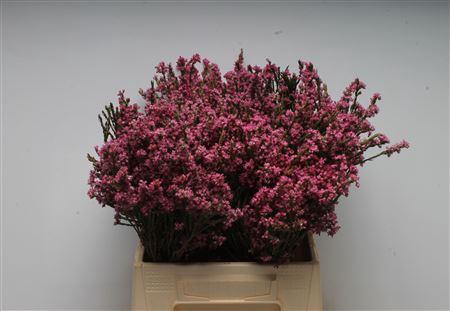 <h4>Kaaps Erica Baccas</h4>