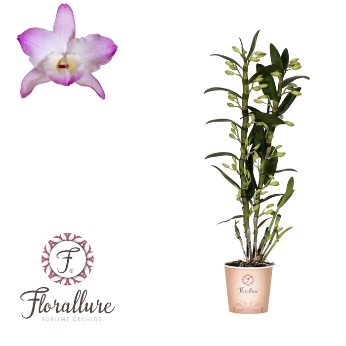 <h4>Dendrobium nobile Spring Dream 'Kum</h4>