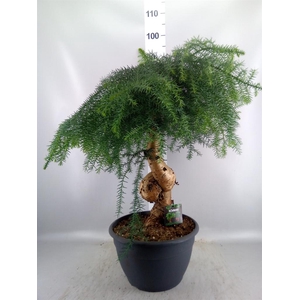 Araucaria   ...
