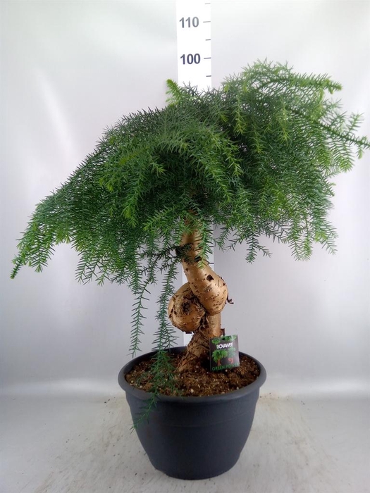 <h4>Araucaria   ...</h4>