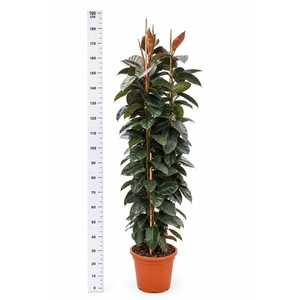 FIC EL ROBUSTA