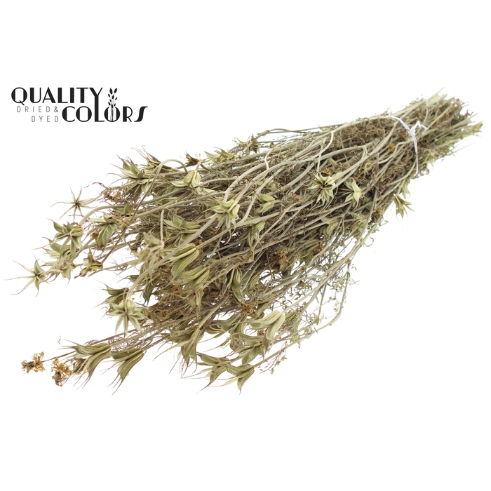 <h4>Nigella Oriëntalis per bunch Natural</h4>
