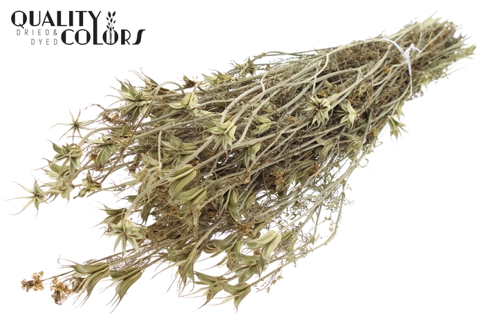 <h4>Nigella Oriëntalis per bunch Natural</h4>