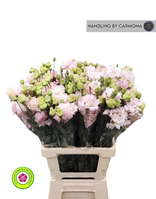 <h4>EUS G CORELLI L PINK</h4>