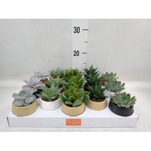 Succulents   ...mix 5