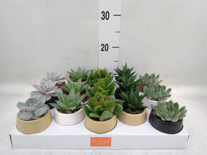 <h4>Succulents   ...mix 5</h4>