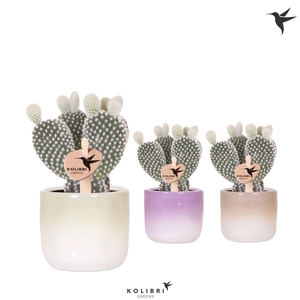 Kolibri Greens Opuntia white in Gradience pot mix